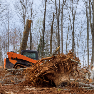 Tree stump removal with skid steer on wooded lot – land clearing and tree removal services in Southern Rhode Island