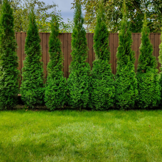 Neatly planted arborvitae trees along wooden fence – green fence installation for curb appeal and privacy in Rhode Island